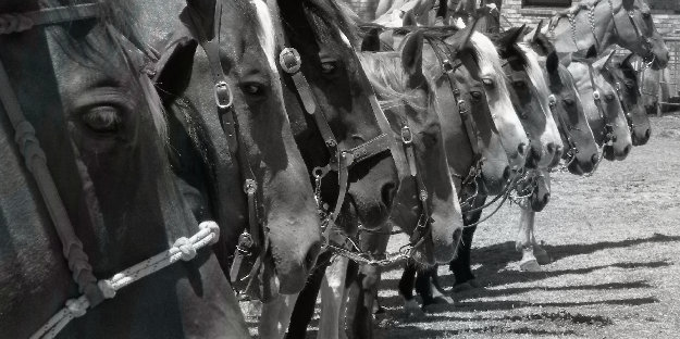 shockeystables_version_1006025.jpg