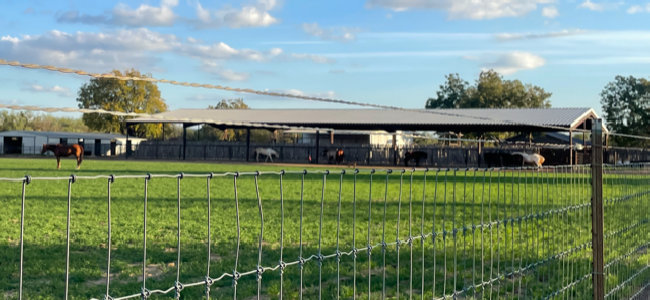 shockeystables_version_1007010.jpg